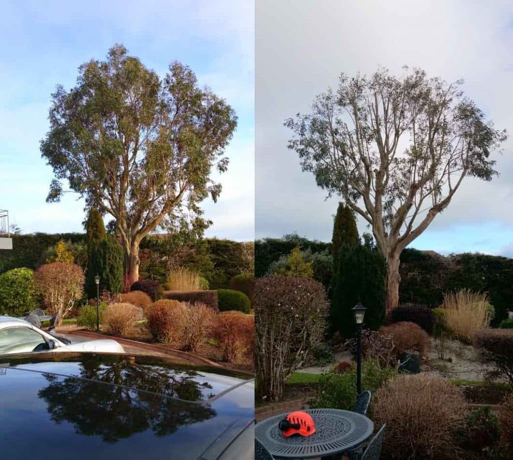 Skyfell Tree Specialists, Gosport, Gosport